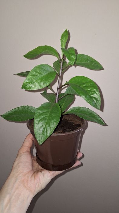 Джинура Прокумбенс