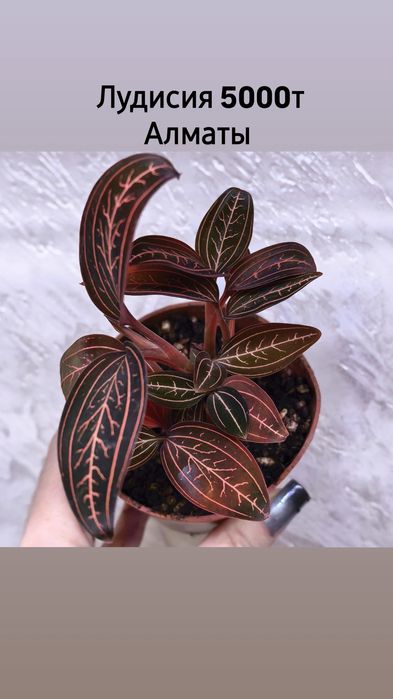 Комнатные растения