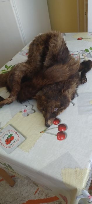 Яка от цяла естествена лисица