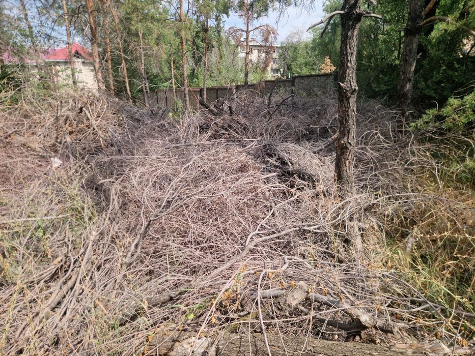 Дрова бесплатно самовывоз