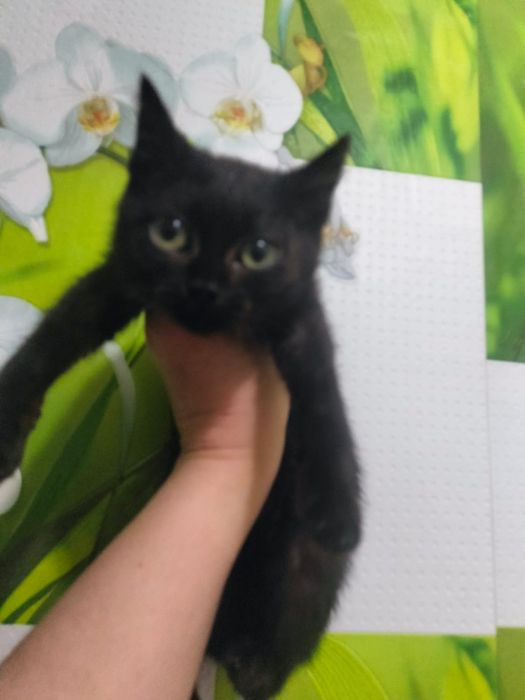Отдам в Добрые руки котят