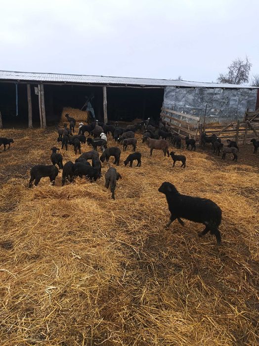 Vând 100 oi carabase cu miei