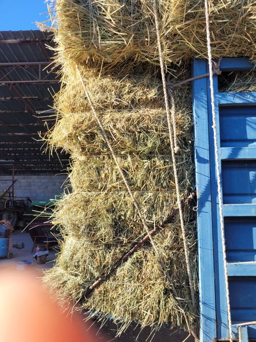 Шоп Сено Жонышка Клевер