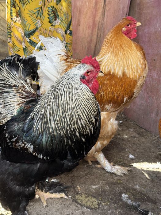 Продаются петухи