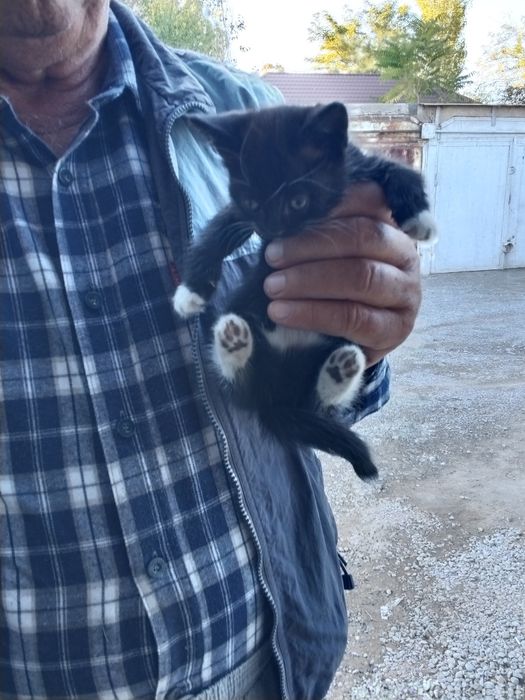 Котёнок ,котята мышилов мальчик