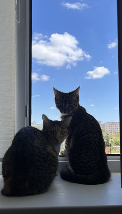 Прекрасные кошки.