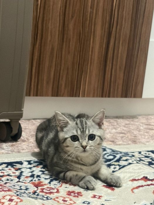 Домашний кошка ухожнный