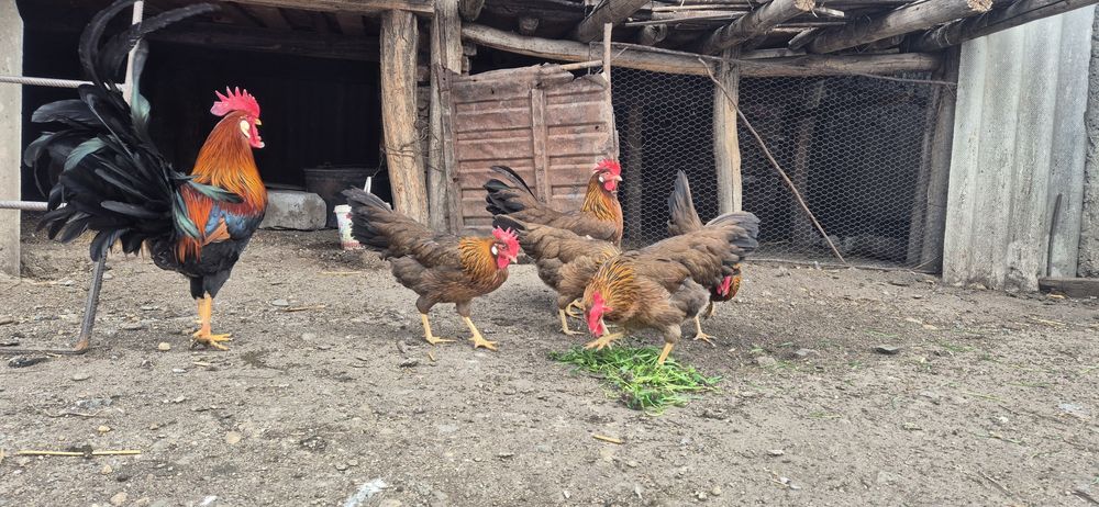 Oua de incubat-italiana