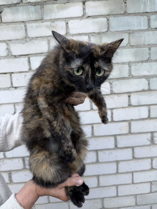 Отдам даром кошек