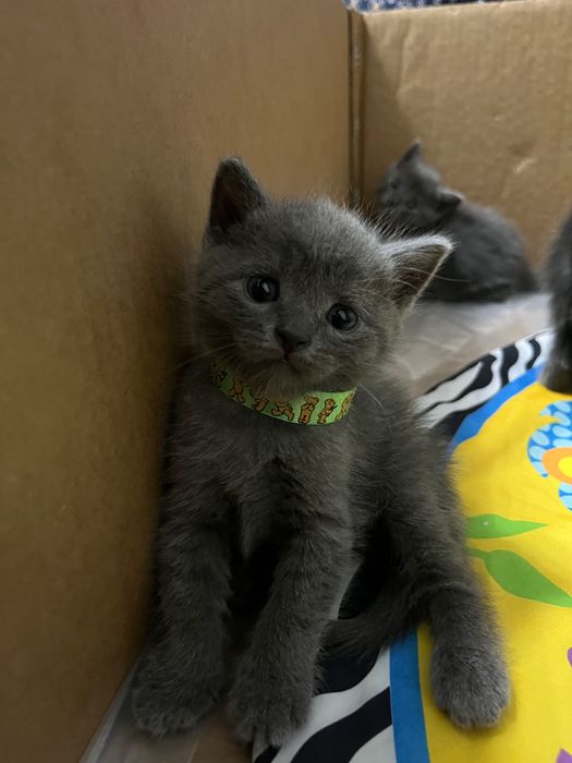 Британские котята