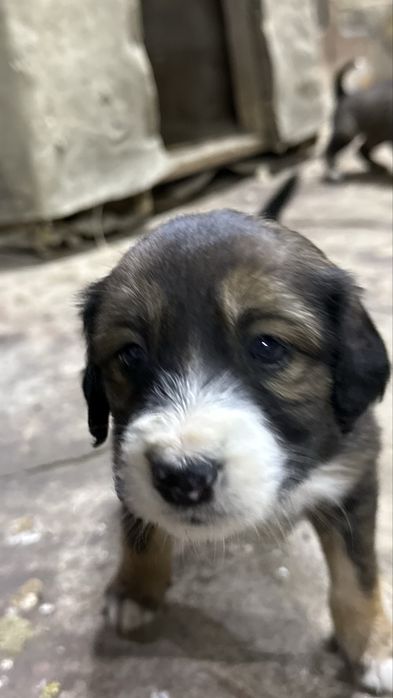 1 айлық күшіктер…