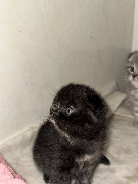 Продается котенок скоттиш фолд