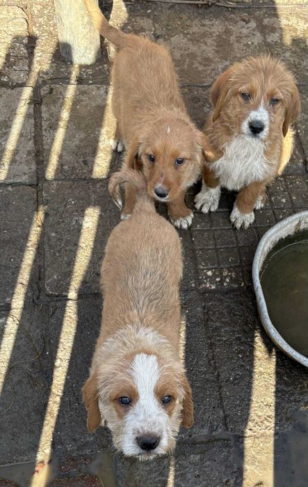 Кучета порода Български барак