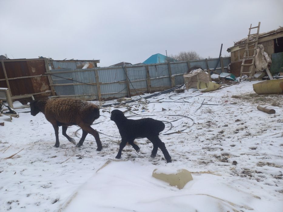 Қошқар сатылада багасы 140мын