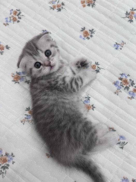Милые котята девочки ищут себе любящий дом!