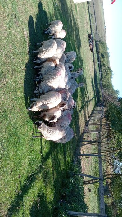 Disponibile 30 de miele