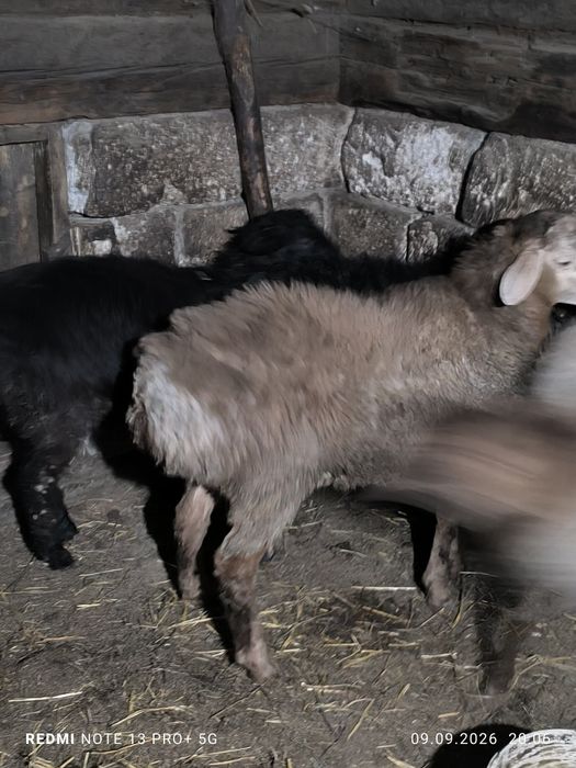 Кошкары производители