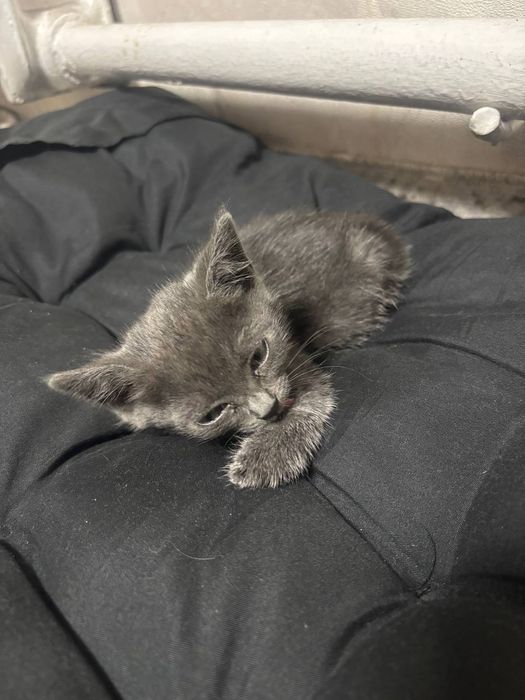 Котенок девочка ищет дом