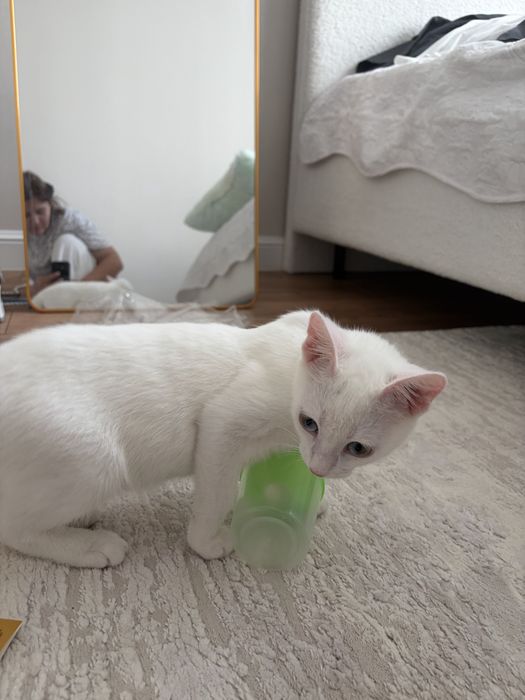 Отдадим в добрые руки кота