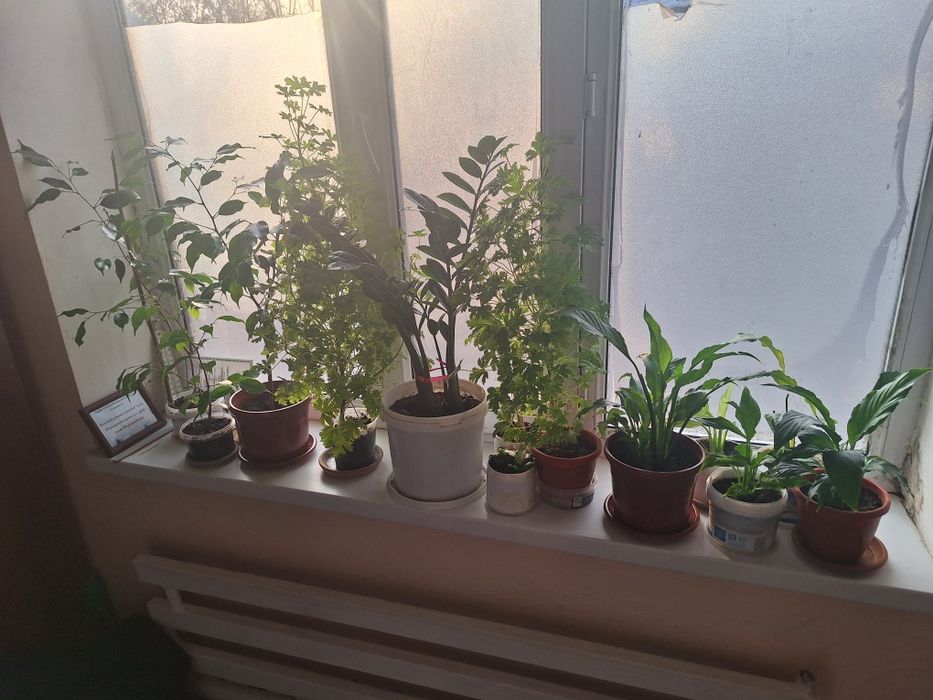 Взрослые и укорен дом цветы