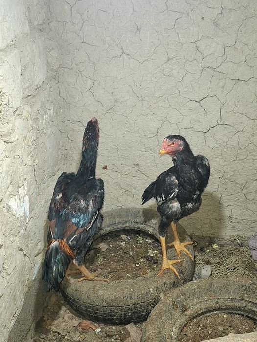 Жужа Хуроз сотилади