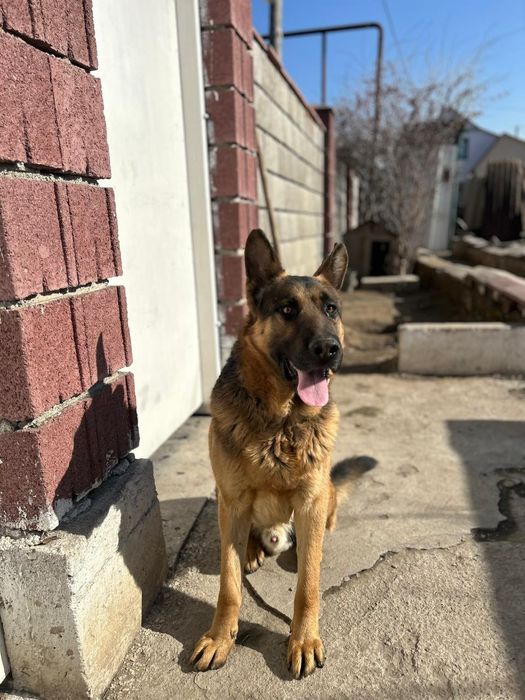 Немецкая овчарка ищет себе невесту