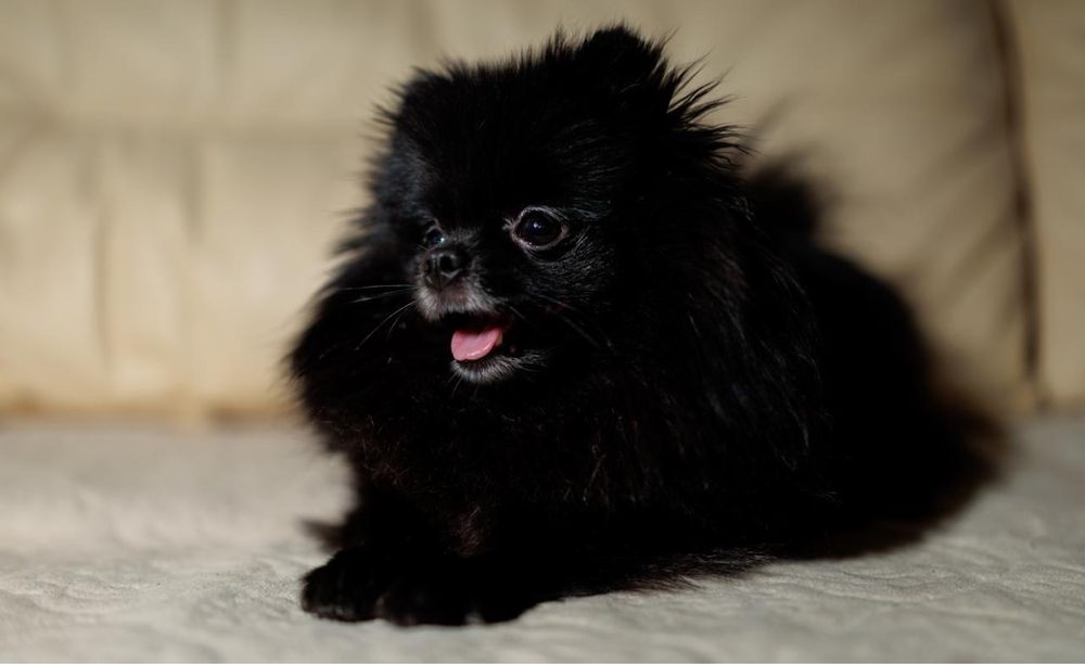 Девочка немецкого шпица