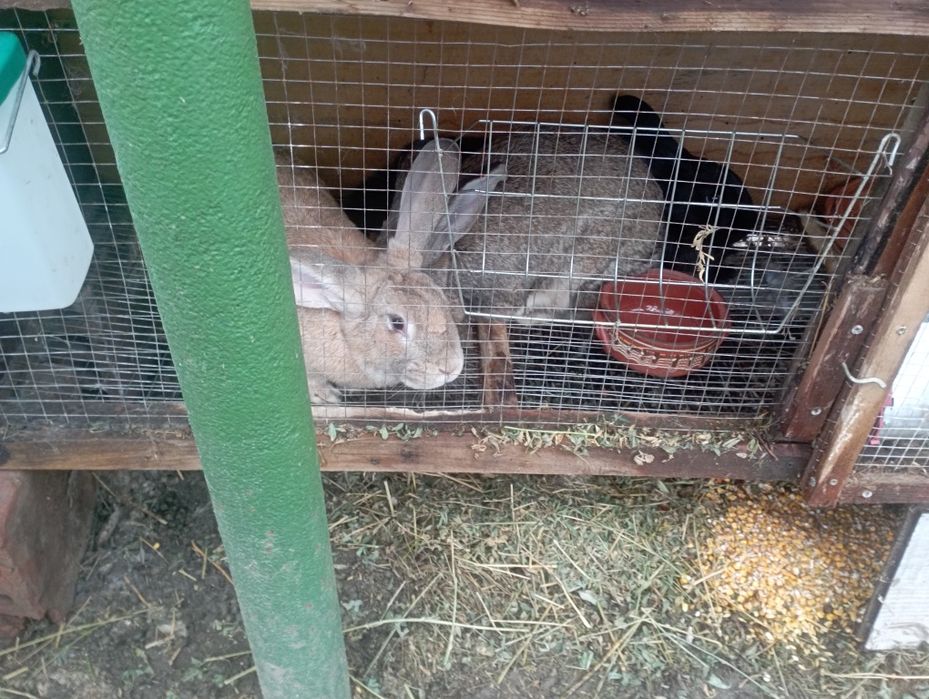 Продавам зайци  на различна  възраст  кръстоска  от  елитни  породи