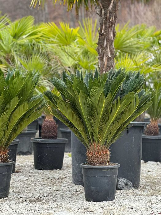 Palmieri  tranhicarpus  cicas