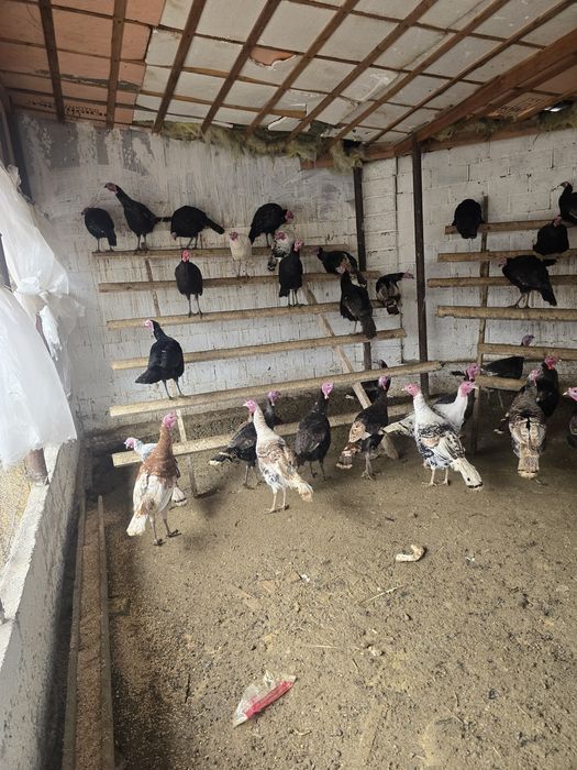 Индюк тер сатылады