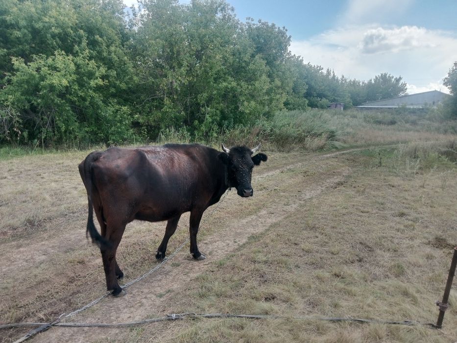 Продам Корову  4 года