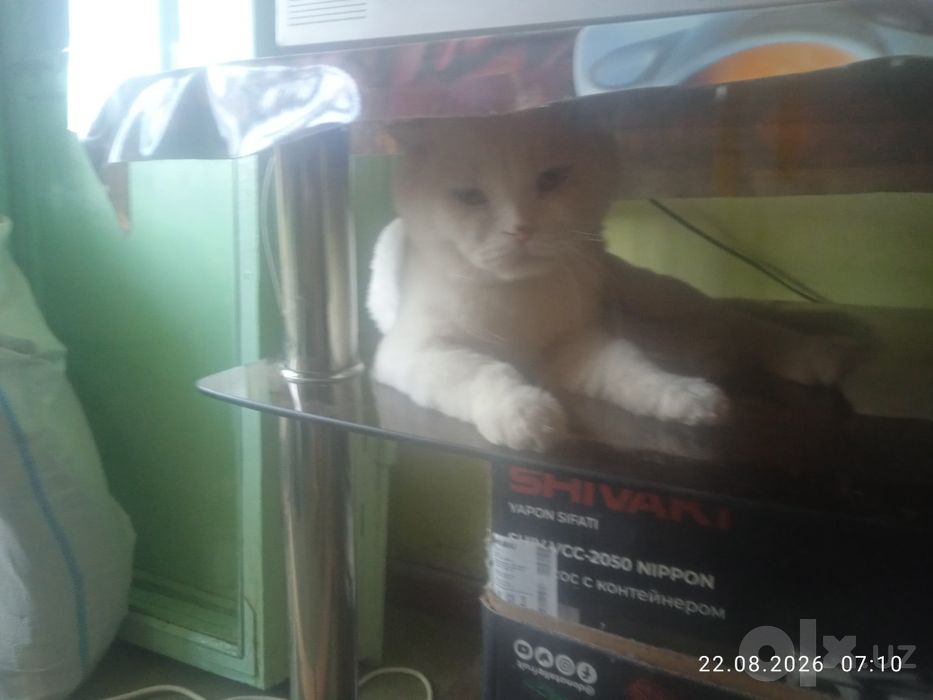 Кот по кличке Граф приглашает на вязку,красивых кошек.