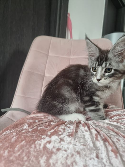 Pui rasa Main coon