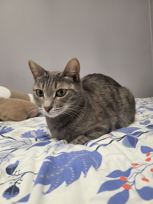 Ласковая кошка в добрые руки