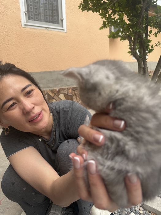 Котята Страйты породистые