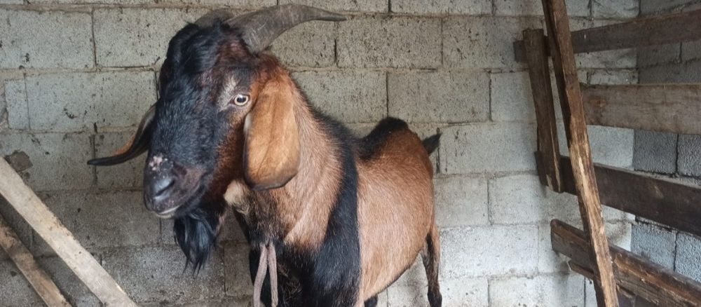 Ешкі қашырғанға Нуб, Алпі текелері