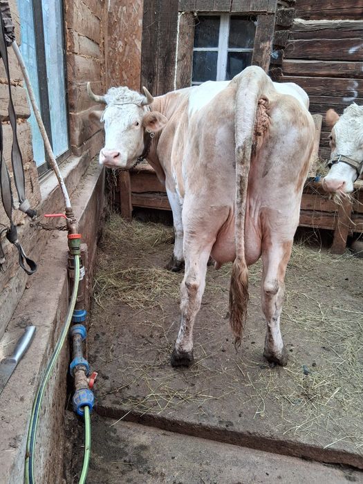 Vaca de vânzare fătata de 6 zile