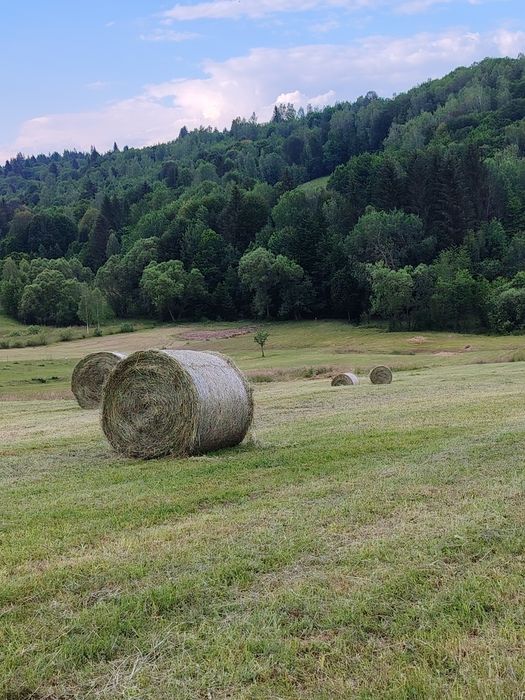 Baloți rotunzi fân neplouat