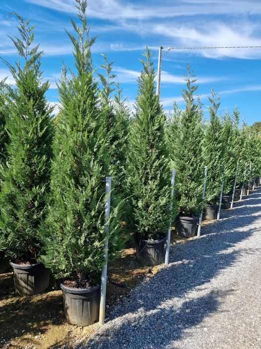 Tuia leylandi de la 1.3 m la 4 m preturi de producător