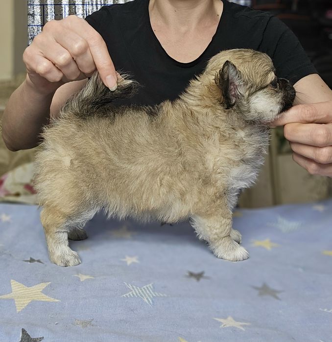 Щенки чихуахуа  мальчики