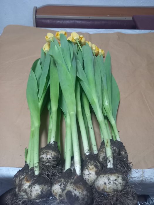 Тюльпаны Красные и Желтые