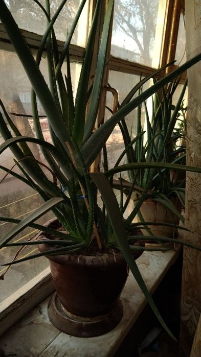 Алой большие лечебные.