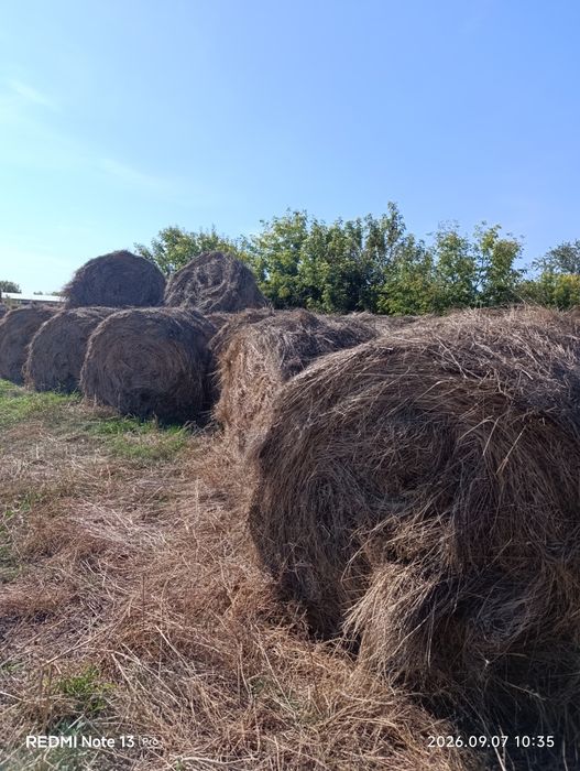 Продам свежее сено