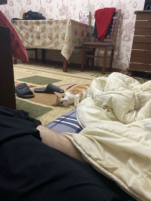 Отдам даром в хорошие добрые руки ,,Рыжик’’