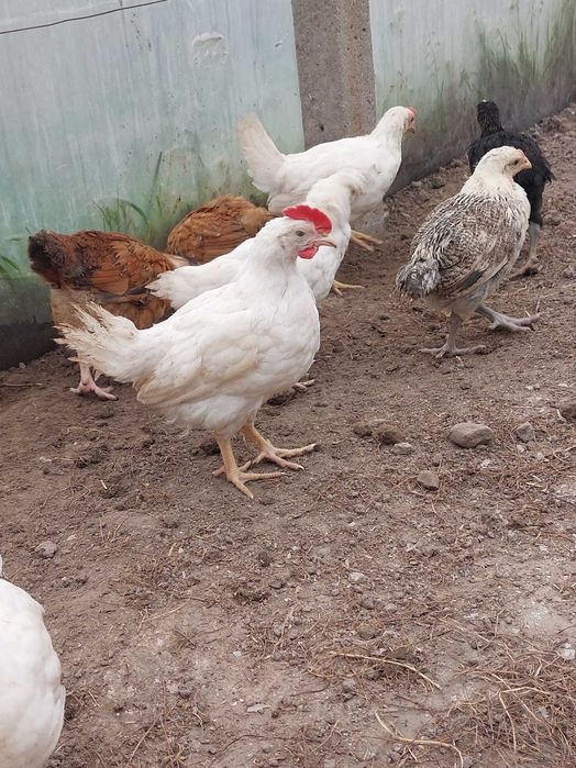 кокошки носачки, ярки, пилета