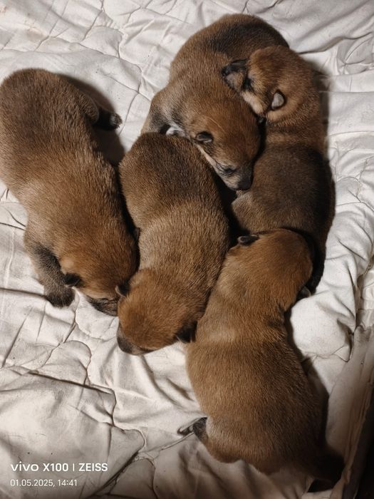 Щенки сиба- ину.