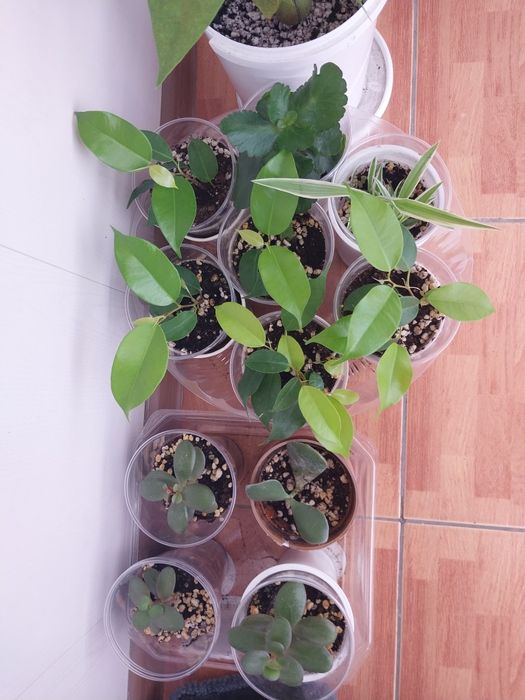 Продам комнатные  цветы.