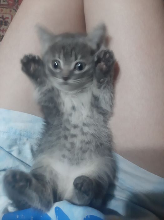 Котёнок бесплатно