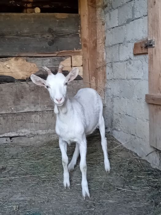 Ieduța de vânzare