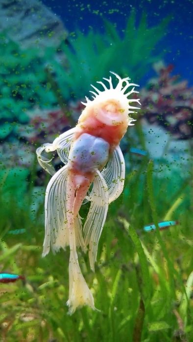 Подростки анциструсов